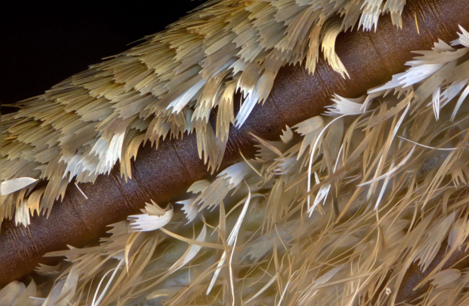 Image of Distinction: Scales of a moth on the edge of the wing