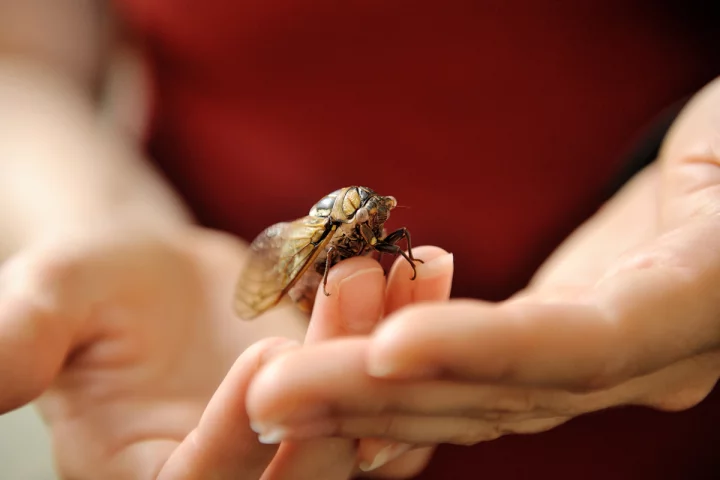 The team says its new knowledge of cicada wings could prove useful in the development of artificial surfaces with de-icing abilities