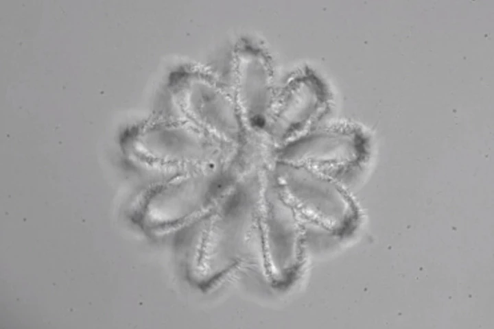 A 3D-printed tissue scaffold