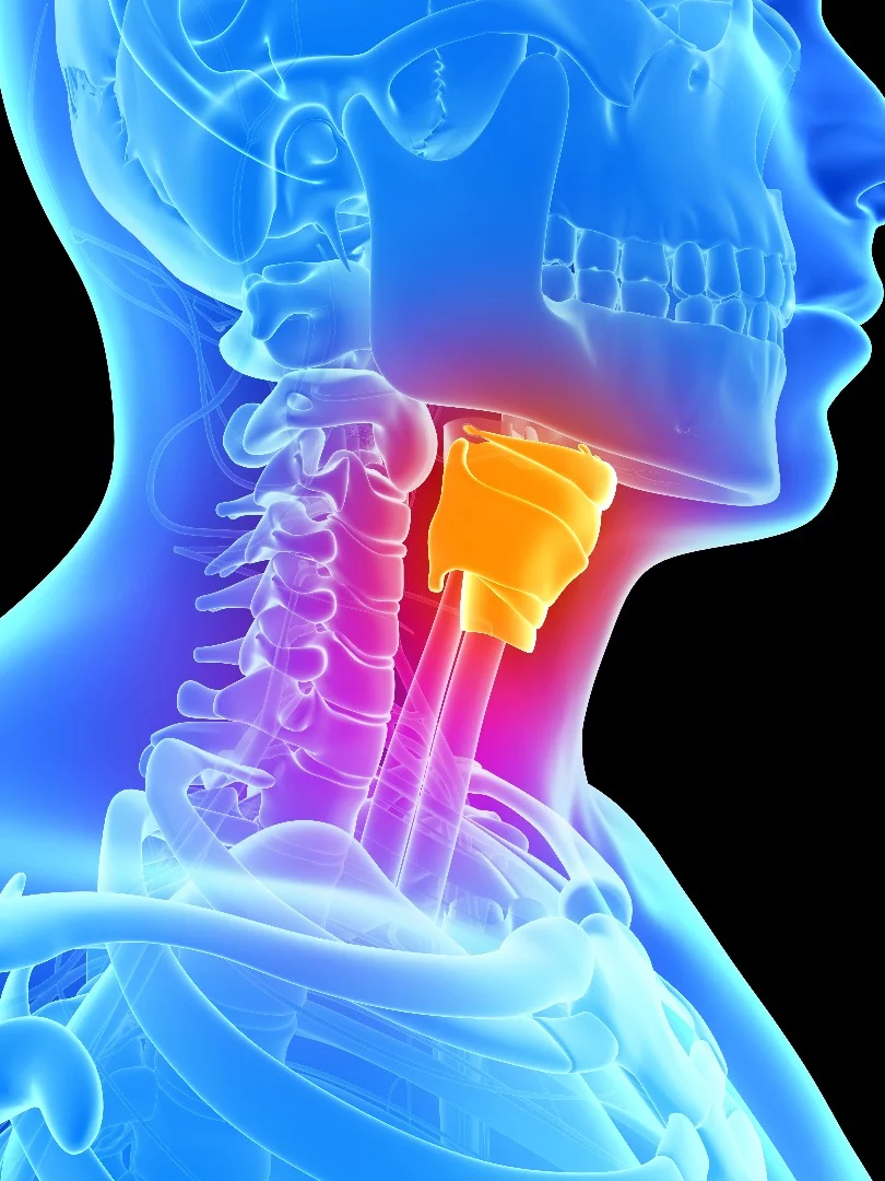 The study showed promising results when bioengineering vocal cords (the above image depicts the entire larynx), but it will be years before clinical uses can be considered