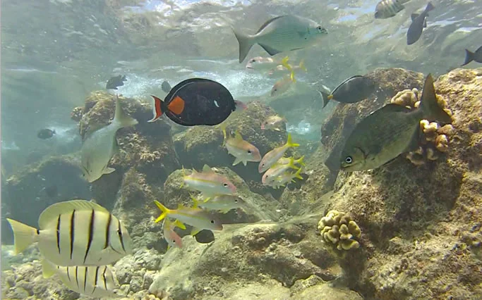An image shot using GoPro's new Dive Housing