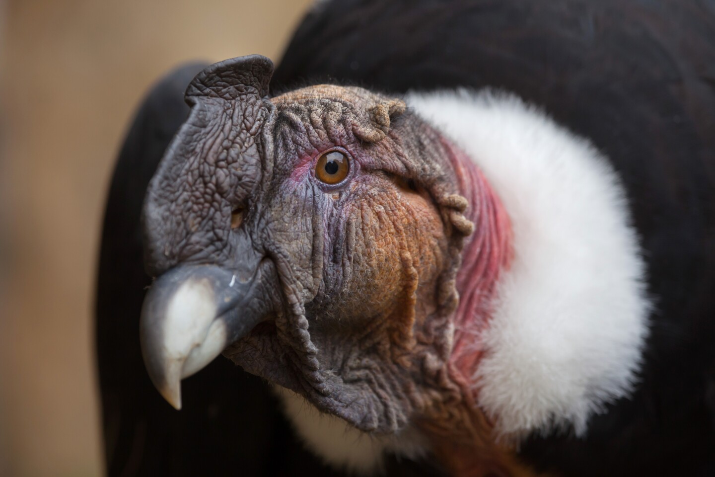 Dung detectives: Andean condor waste is a treasure trove of history