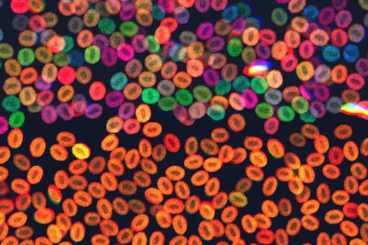 Image depicting a rogue blood stem cell type becoming dominant, due to an introduced genetic mutation
