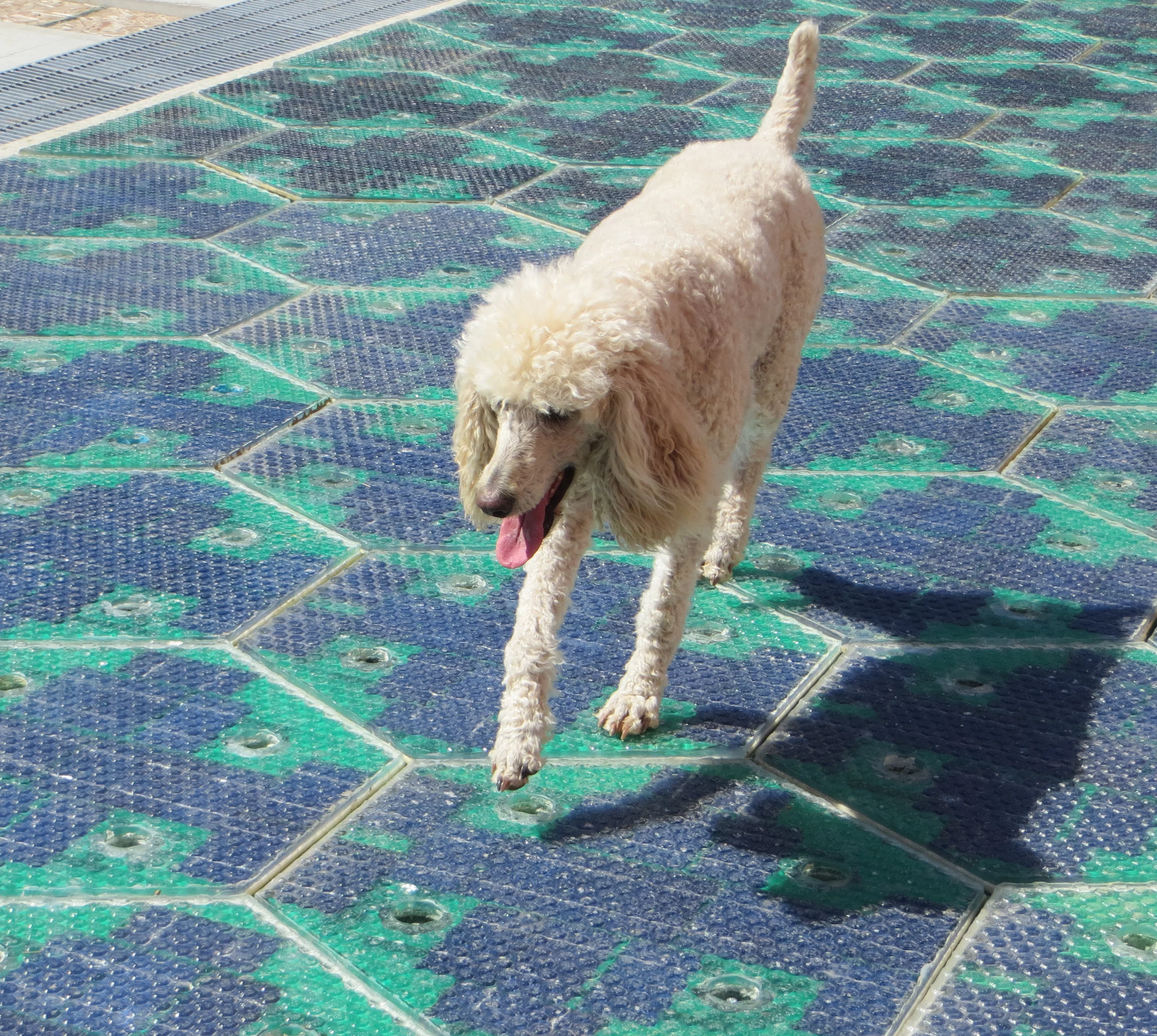 The Solar Roadways parking lot gets poodle approved