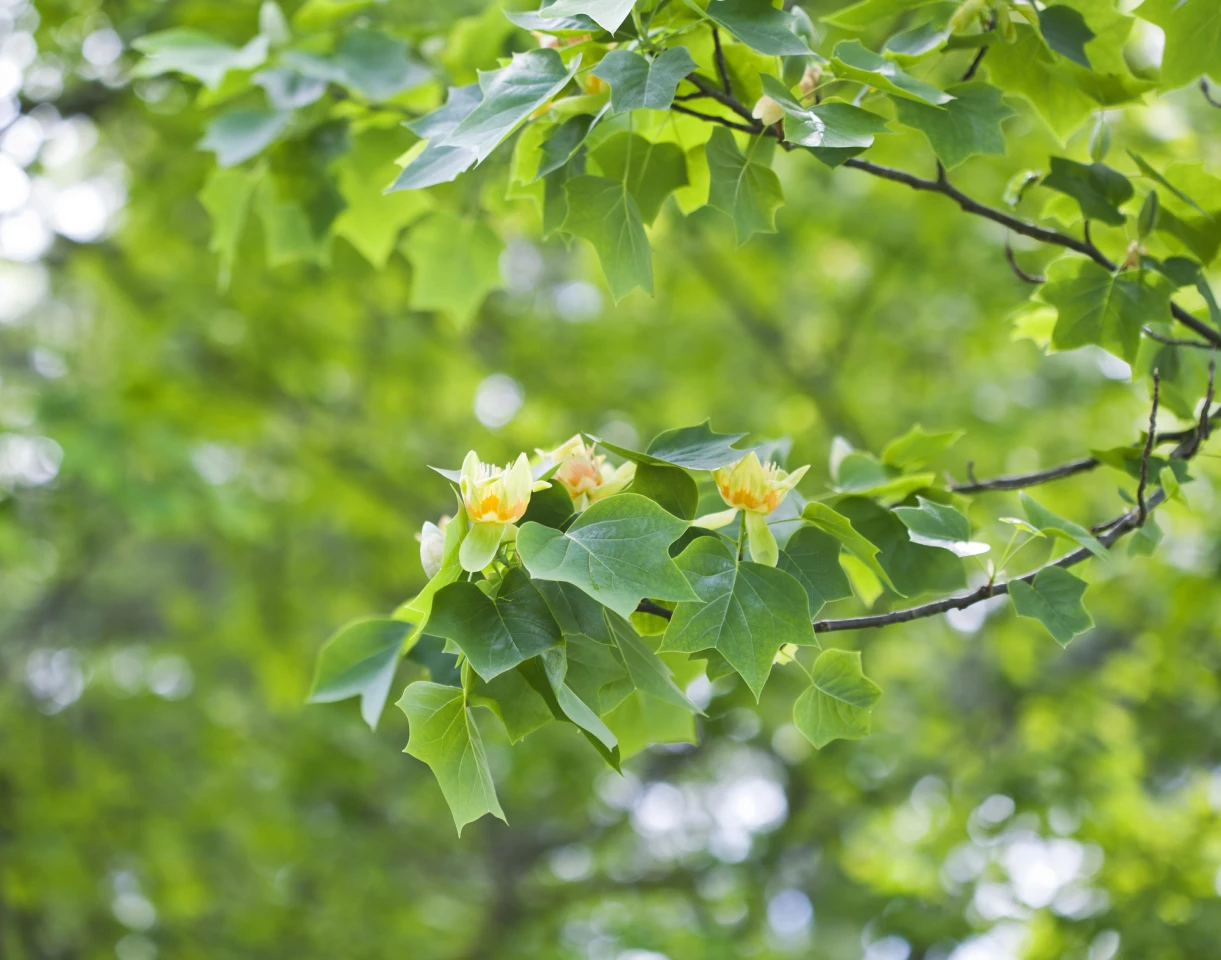 The North American species of the tulip tree in bloom in springtime
