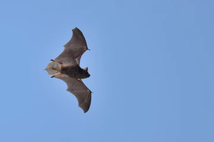 Bats and wind turbines traditionally don't mix well