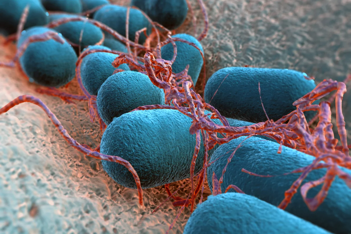A new type of vaccine against E. coli infection uses a "cage" to trap and kill bacteria, then have the patient produce an immune response to it