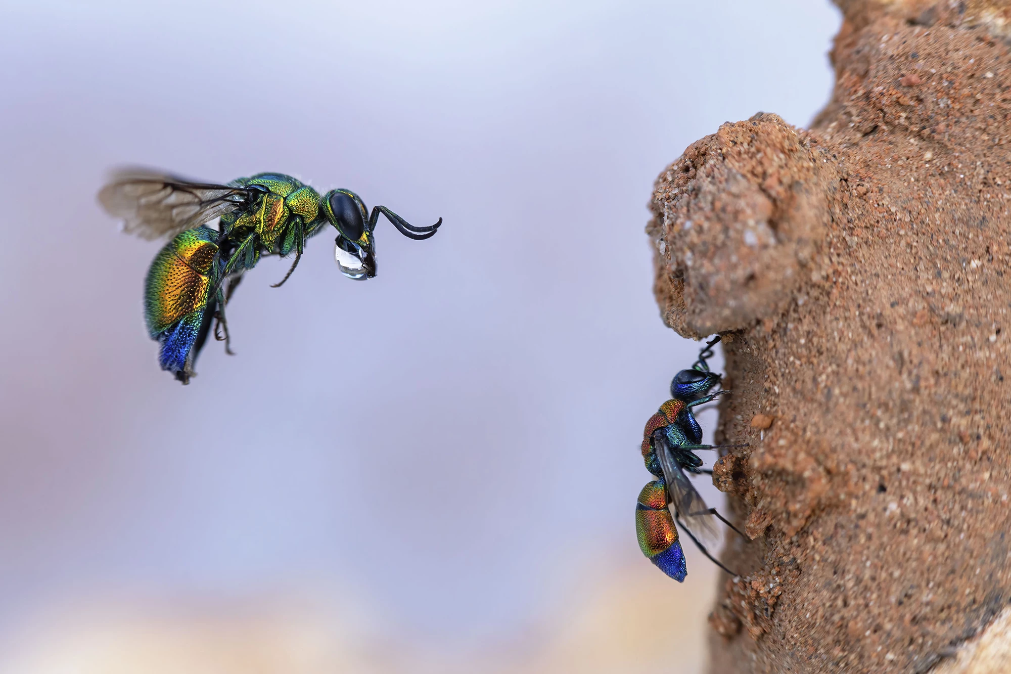 'Incoming Cuckoo Wasp', France