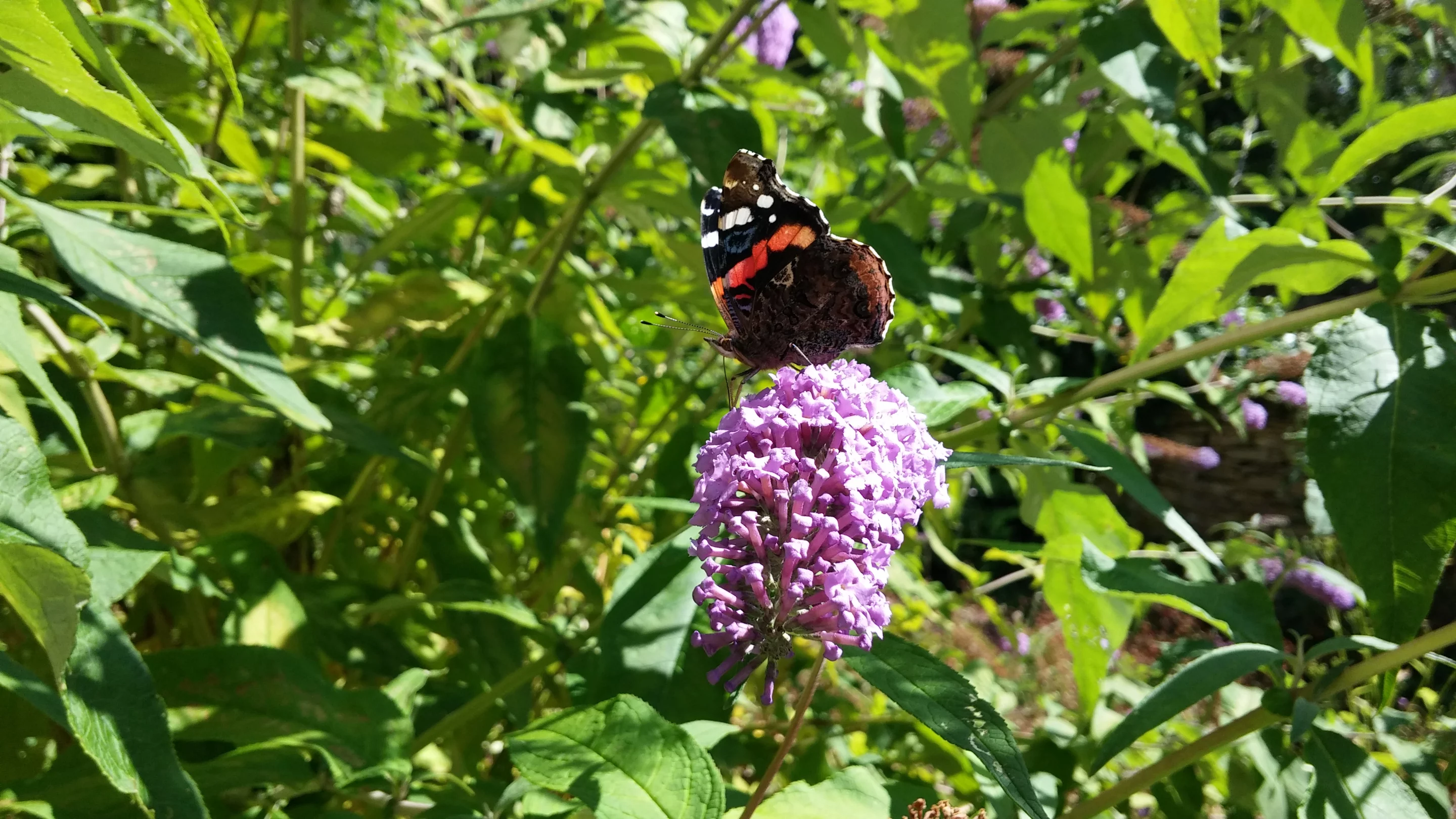 The rear camera performs particularly well in bright sunlight