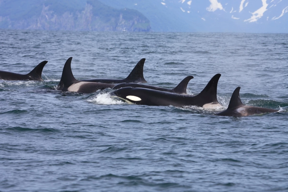 Killer whales come in different types that not only live in different areas, but also have different diets, habits, and songs