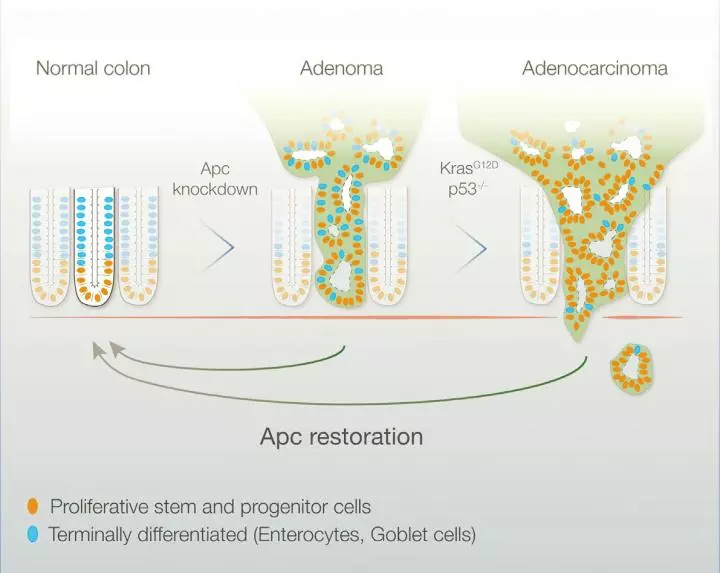 Mutated, cancerous colorectal cells can be returned to normal by switching a single gene back on