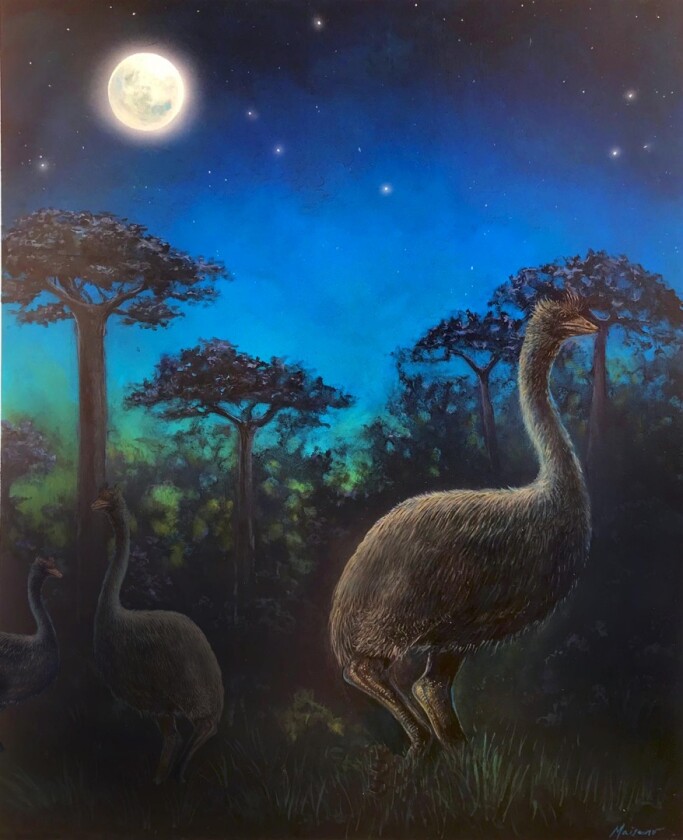 An artist's interpretation of giant, nocturnal elephant birds foraging in the ancient forests of Madagascar at night