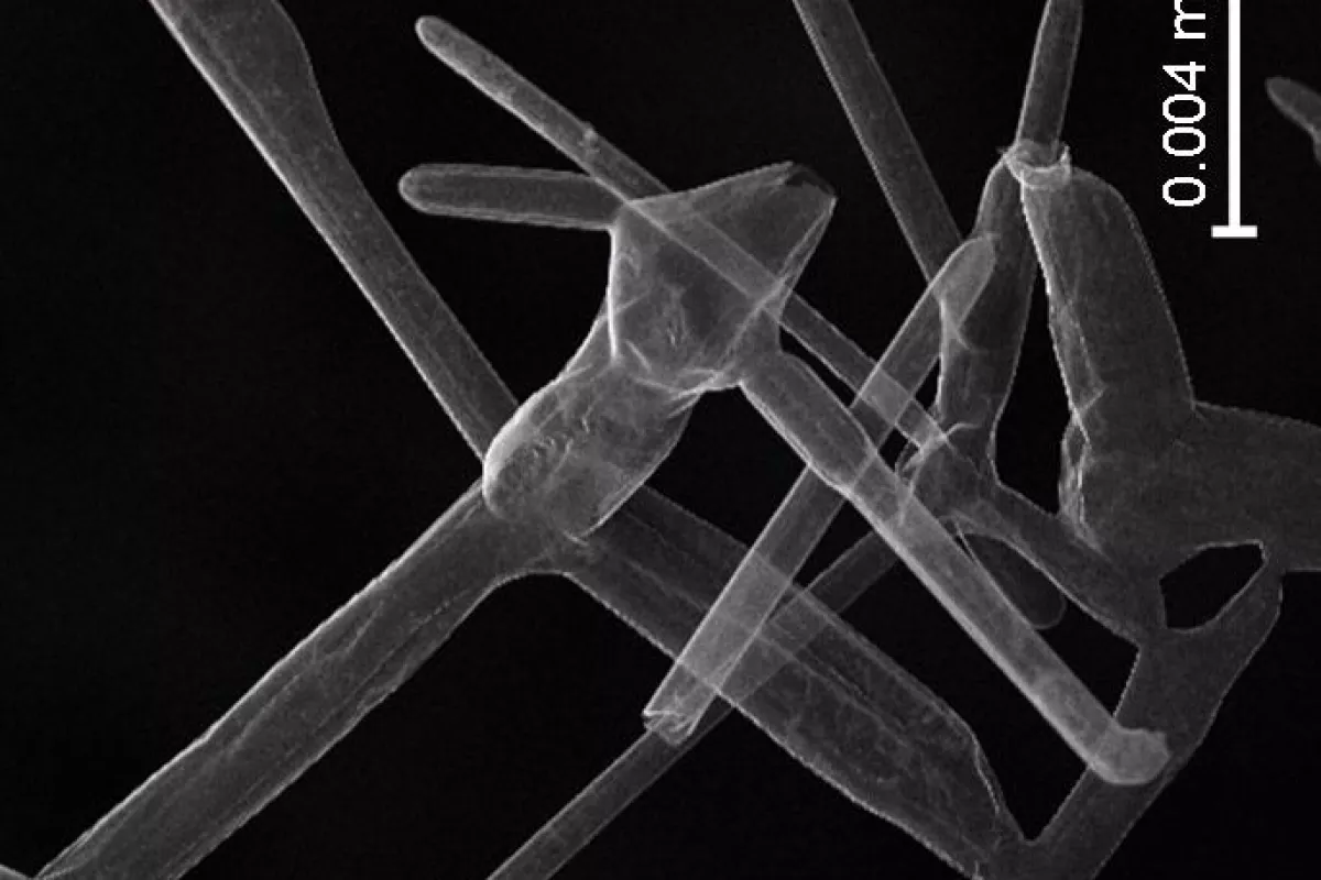 A microscope image of aerographite, which is now officially the world's lightest solid material (Image: Technical University of Hamburg)