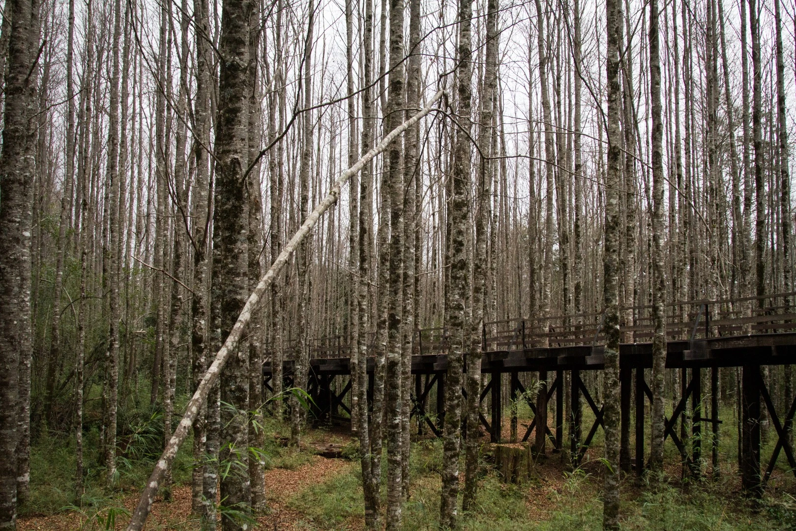 Elevated wooden walkways that twist and turn through the trees
