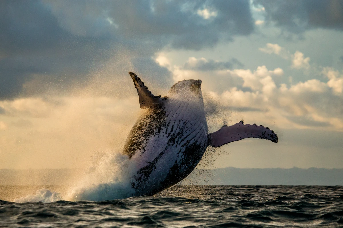 The researchers say that whale songs are one of the most striking examples of social learning in non-human animals