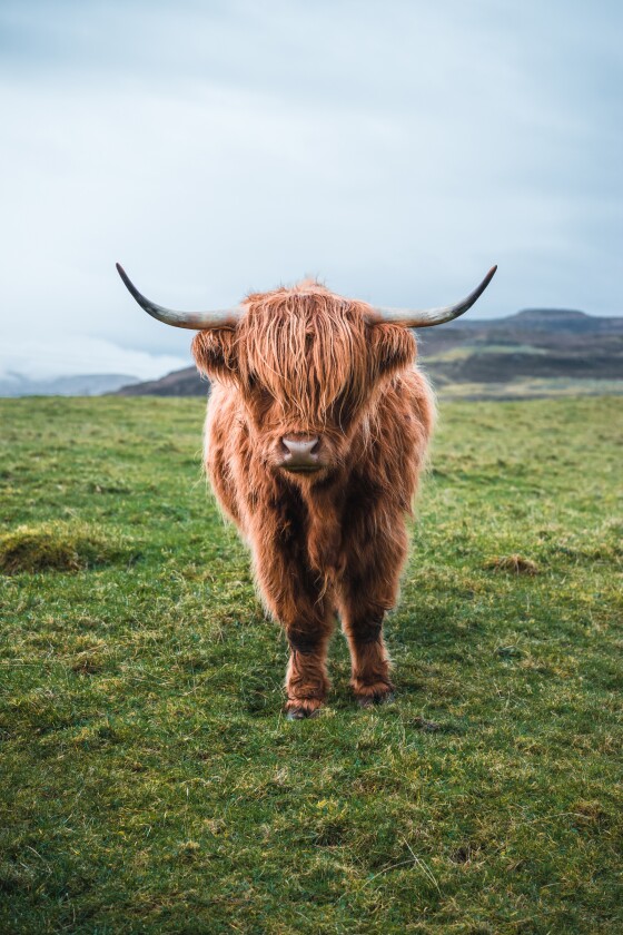 'The Highland Coo!', Isle of Skye, Scotland, UK