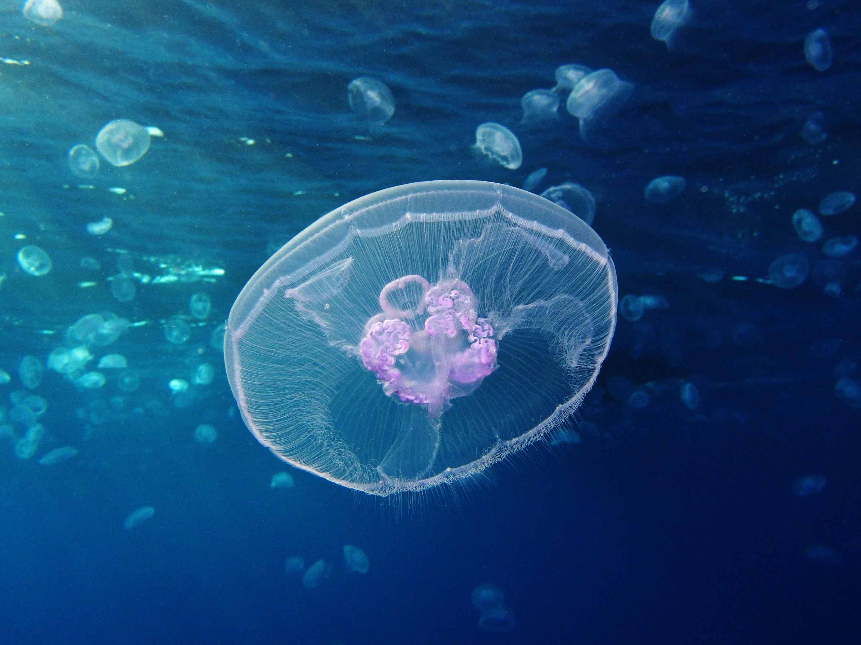 Researchers have drawn inspiration from the moon jellyfish to develop a highly efficient swimming robot
