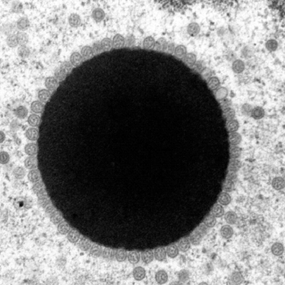 Microscopic image showing a sun-shaped area within turtle skin cells where chelonid herpesvirus 5 replicate