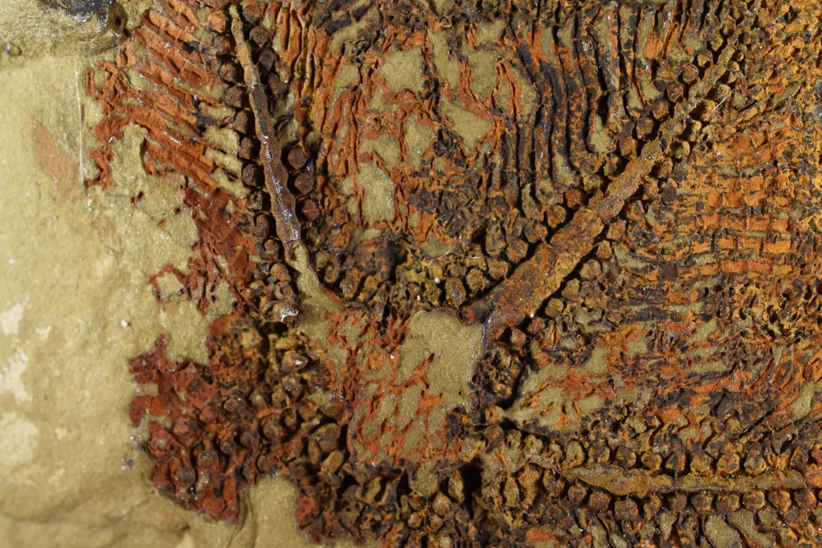 A close look at Cantabrigiaster's arms