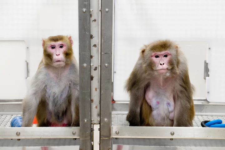 Taken in 2009, this photo shows two monkeys in a caloric restriction experiment: on the left is a 27-year-old monkey whose diet was restricted, while on the right is a 29-year-old who was fed a normal amount