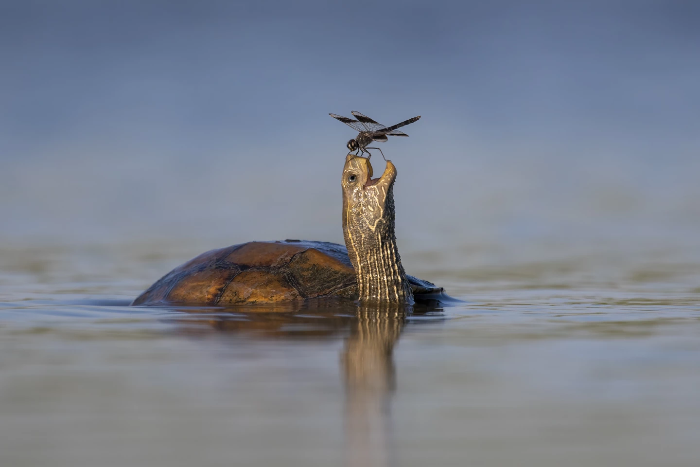 "the happy turtle" : Swamp turtle, Jezreel Valley, Israel