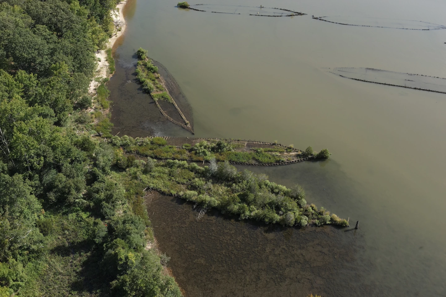 The Ghost Fleet has been reclaimed by a diverse range of sea life, a century after the ships were destroyed