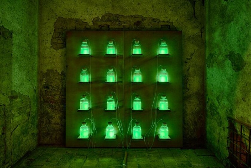 This display at the Museo della Merda shows bioluminescence from genetically modified bacteria feeding off methane gas
