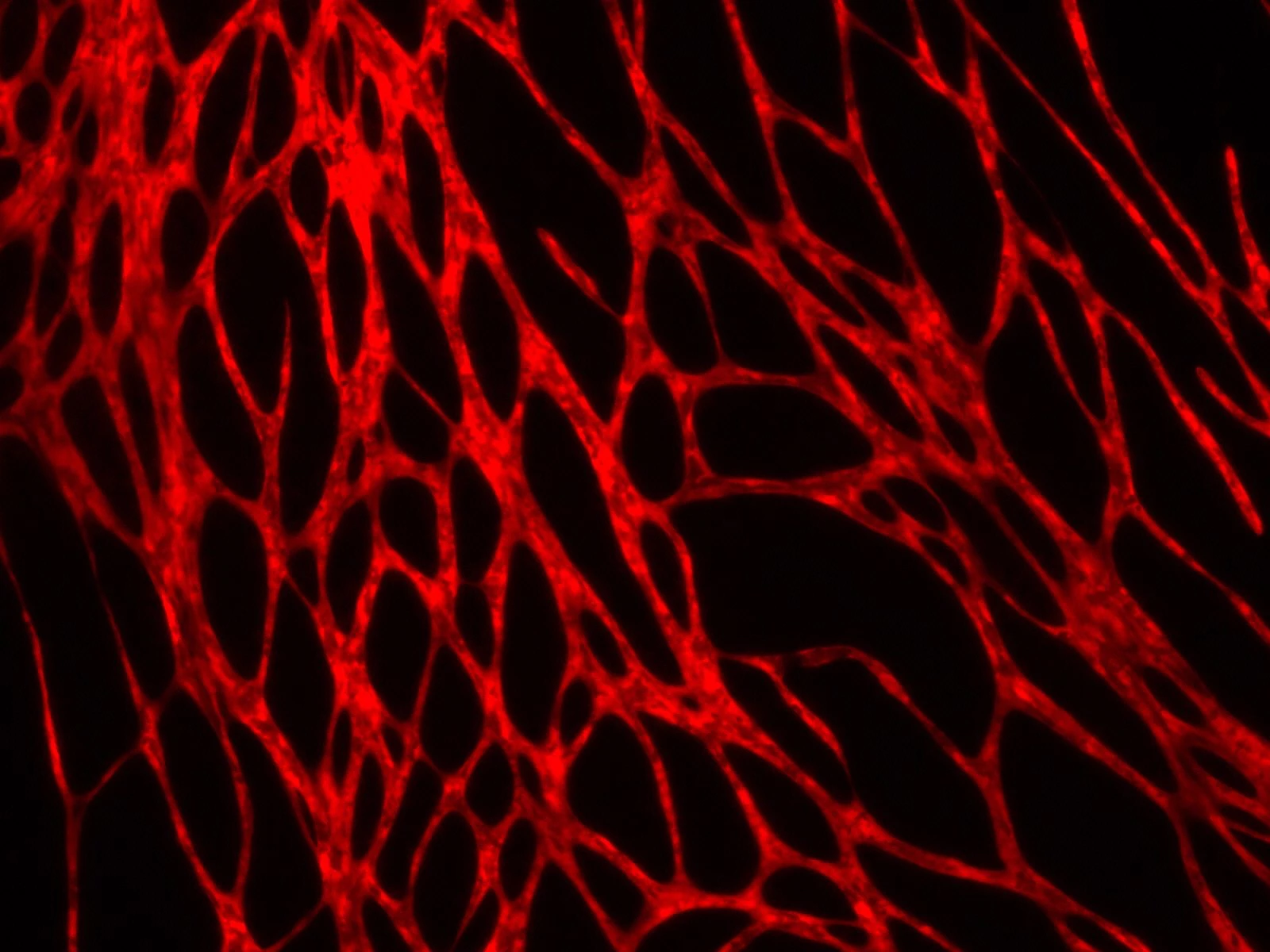 A microscope image of the vascular system within the bioprinted skin