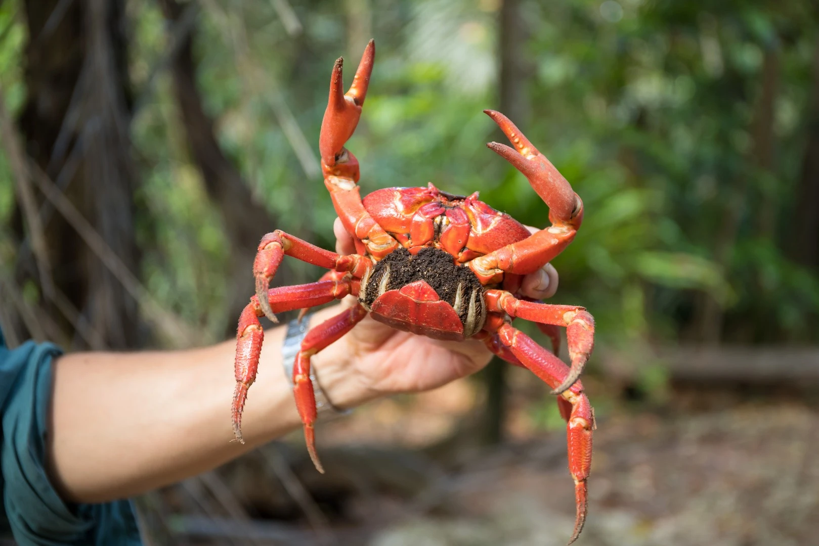 The red crabs of Christmas Island partake in a spectacular, millions-strong migration in December each year