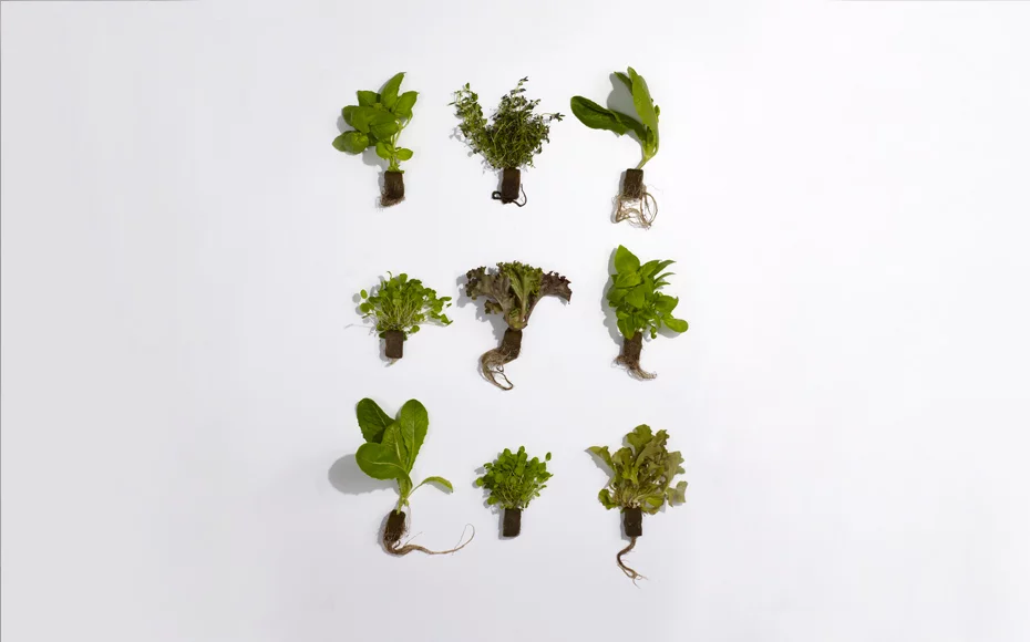 Some of the seedlings available to urban farmers