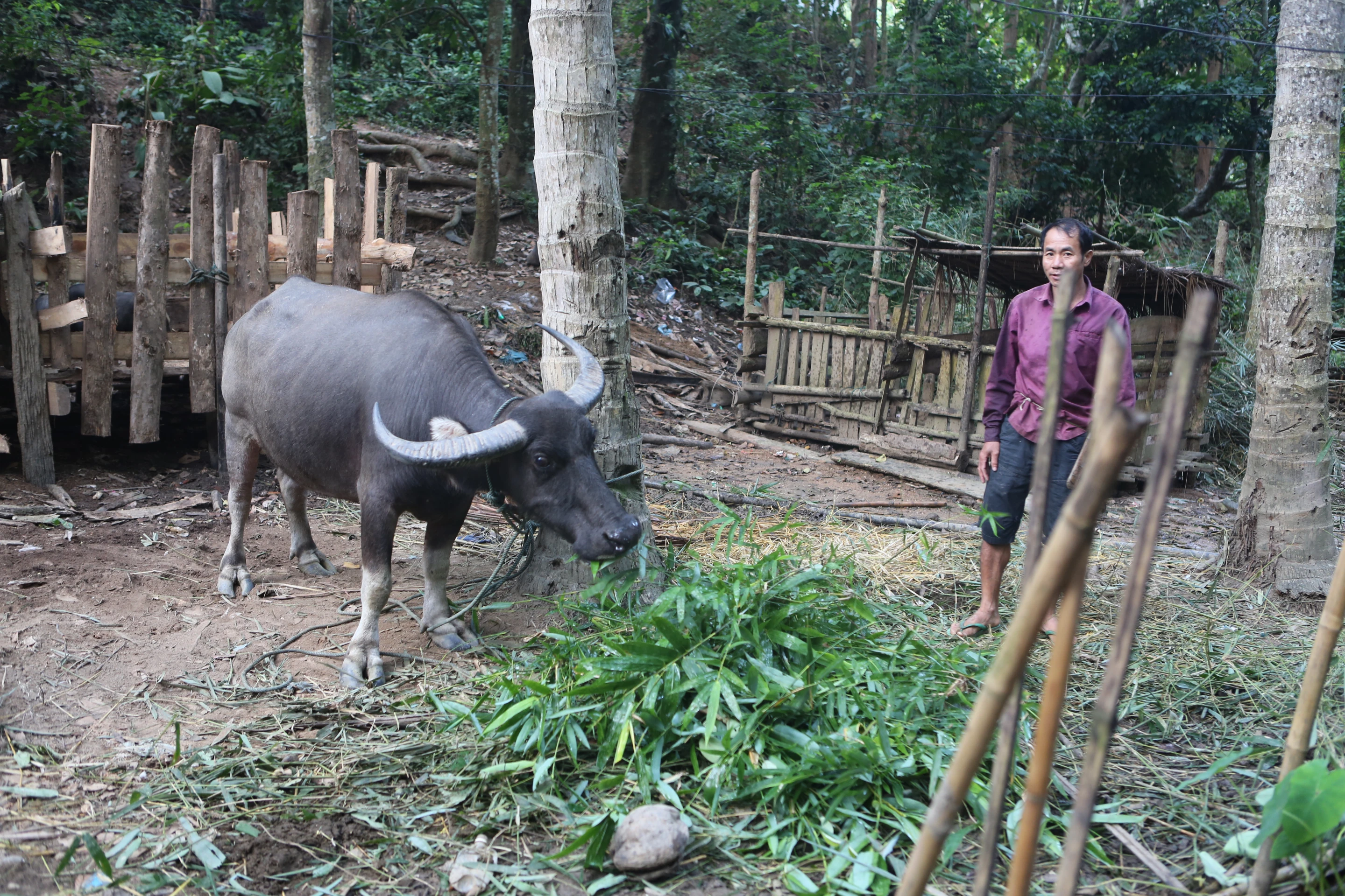 The animal enclosures on the edge of the village housed mainly pigs, ducks and the occasional water buffalo. Chickens roamed freely through the village, seeming to live in harmony with the dogs.
