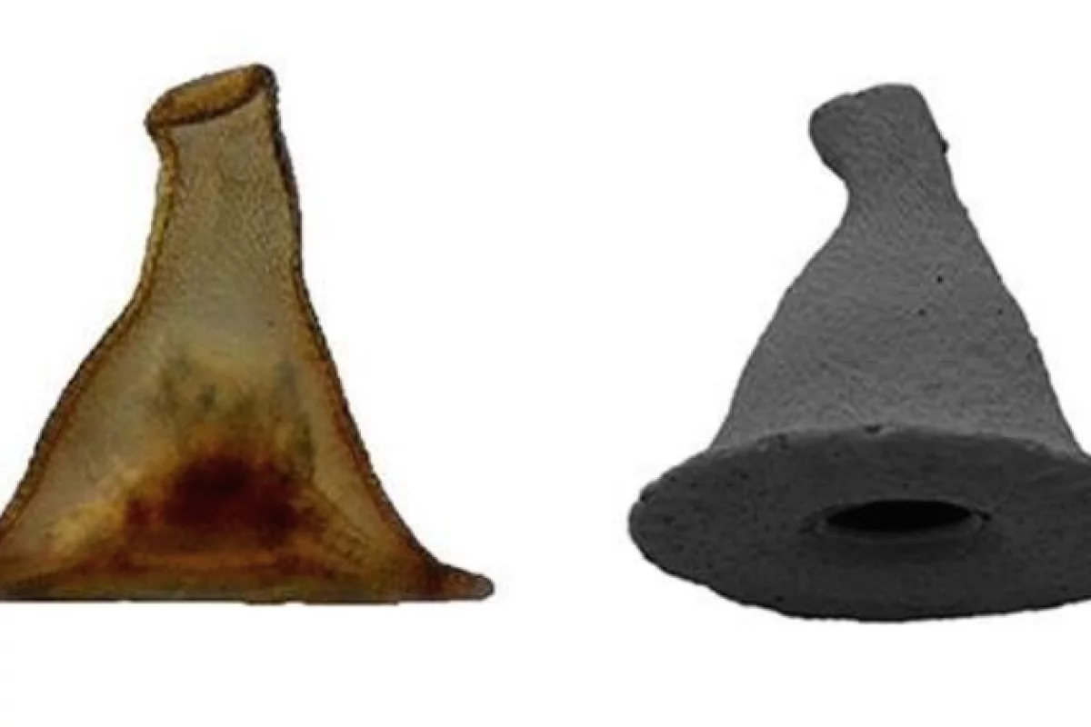 Arcella gandalfi's shell looks like it's straight out of a Tolkien tale