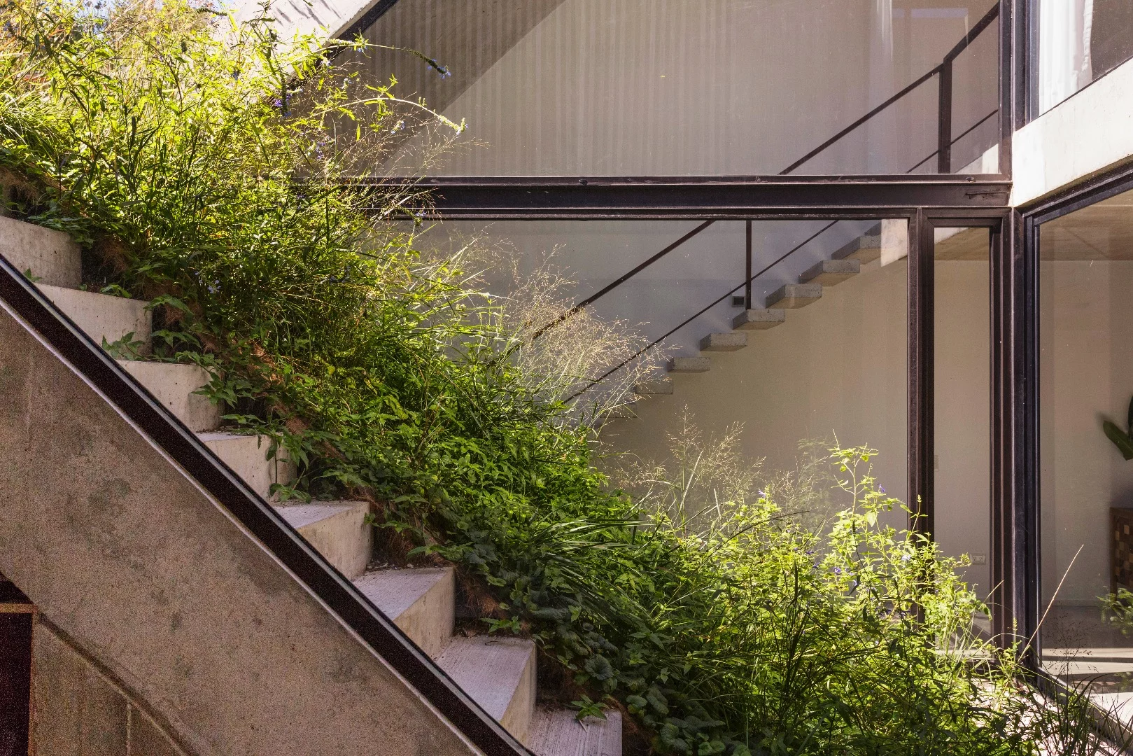 MeMo House's unfinished concrete is softened with greenery