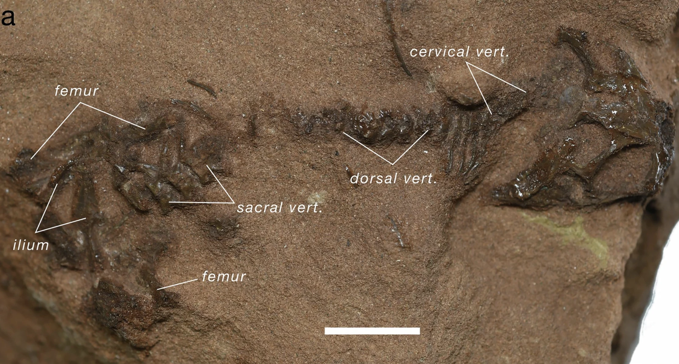 Overview of complete A. helsbypetrae specimen