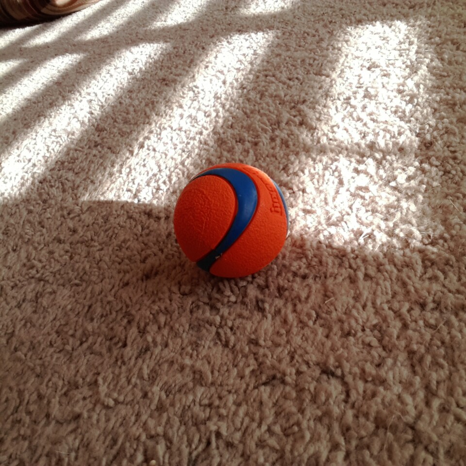 Indoor shot, under medium lighting
