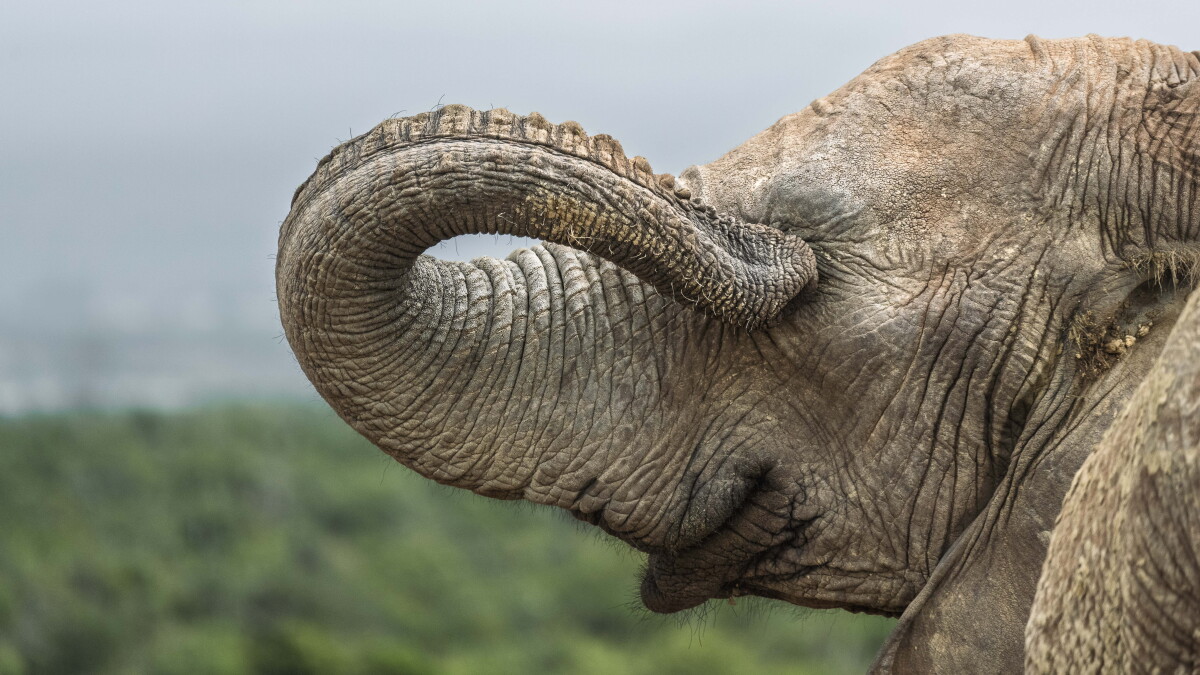 Comedy Wildlife Awards spark much-needed joy in nature
