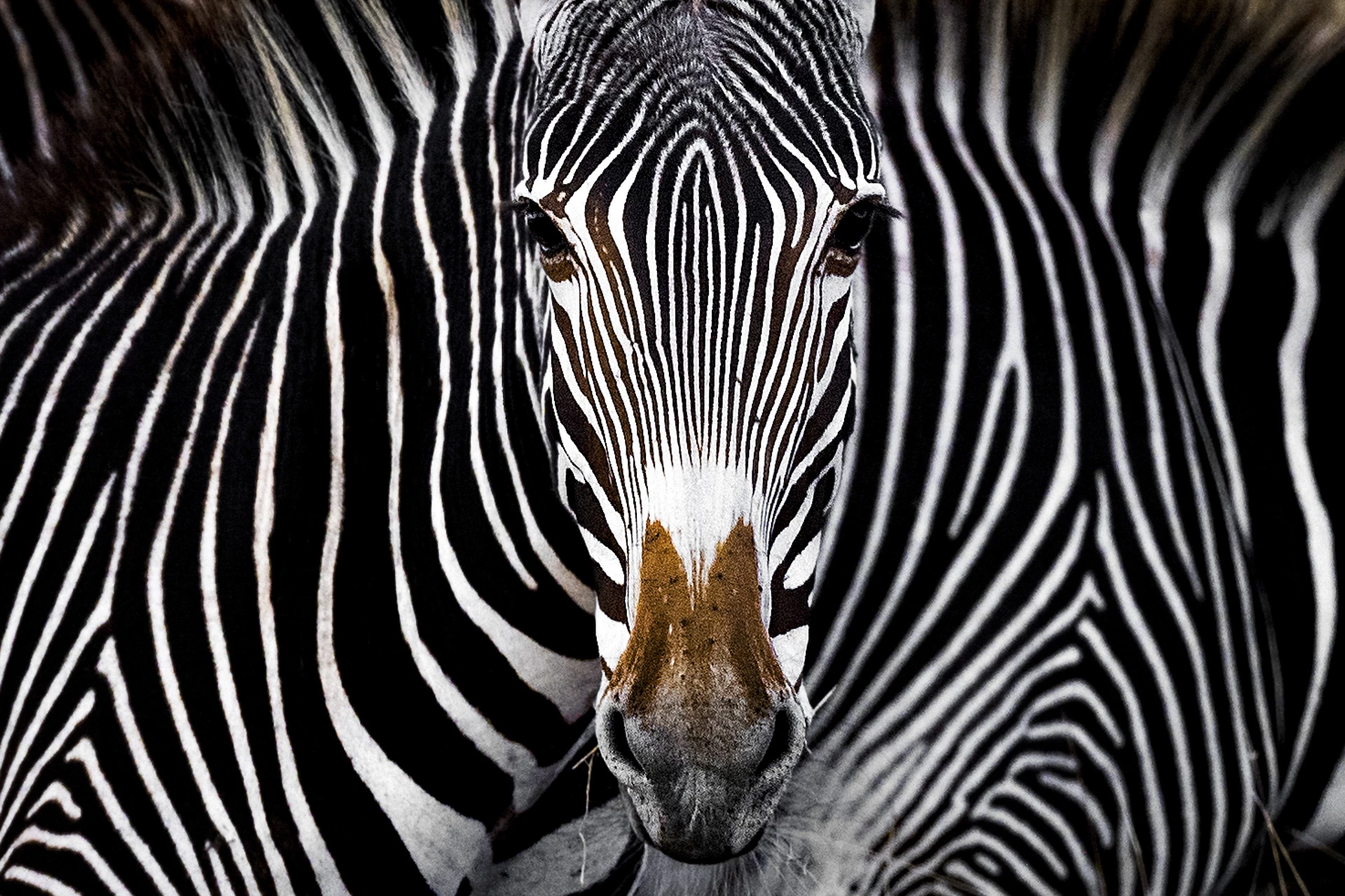 Third Place, Wildlife. A Grevy's zebra staring at the camera in Lewa, Kenya.
