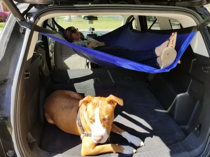 That dog clearly wants a piece of suspended bliss