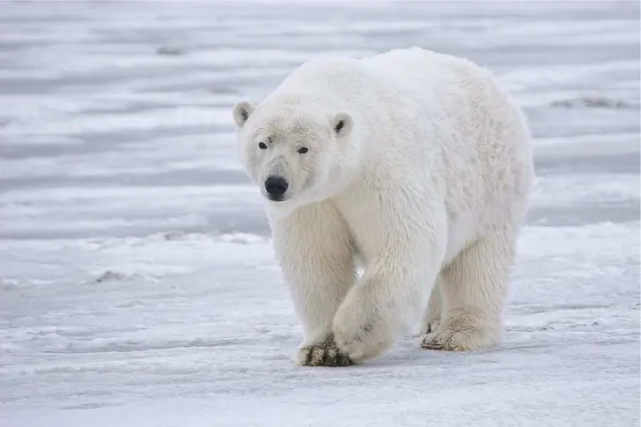 Mimicking polar bear fur, which is able to insulate the animal's body to temperatures of 98.6° F (37° C) when outside temperatures get as low as -40° F (-40° C) could lead to better building insulation (Photo: Alan D. Wilson)