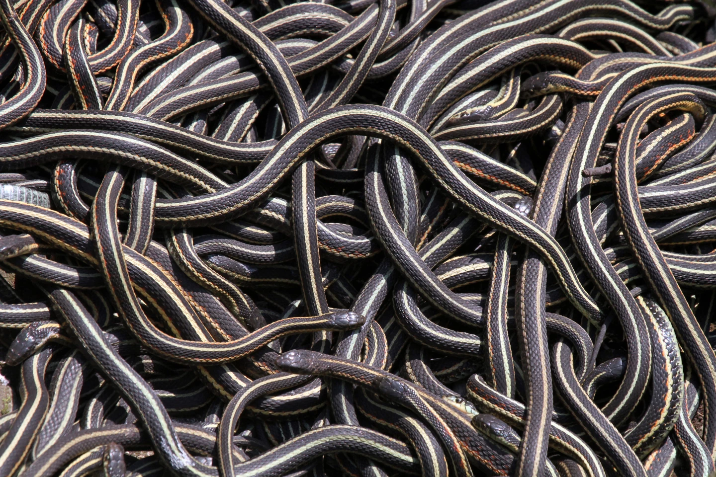 With the onset of spring, a mass of red-sided garter snakes at the Narcisse Snake Dens, Manitoba, Canada, emerges from their hibernaculum