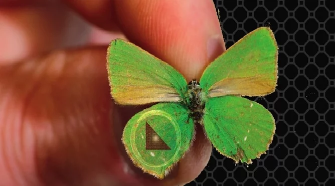 Callophrys Rubi (Green Hairstreak)