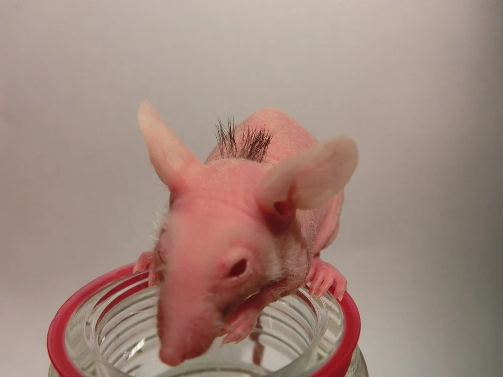 A previously hairless mouse following an implantation of bioengineered hair follicles recreated from adult tissue-derived stem cells
