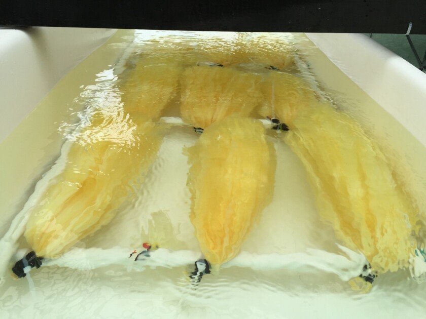 Material designed to capture uranium from seawater as an alternative to land-based mining of the fuel for nuclear power production is tested at PNNL's Marine Sciences Laboratory