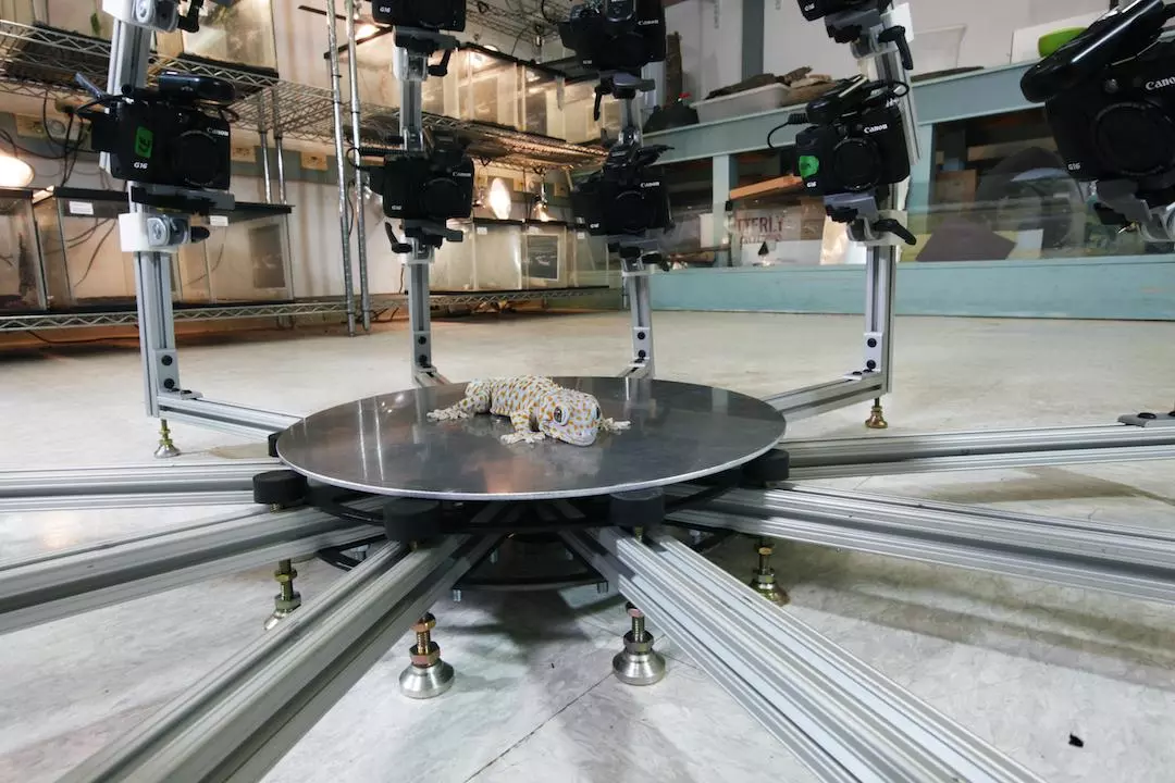 The Digital Life project is aiming to create 3D models of every single species of animal on Earth