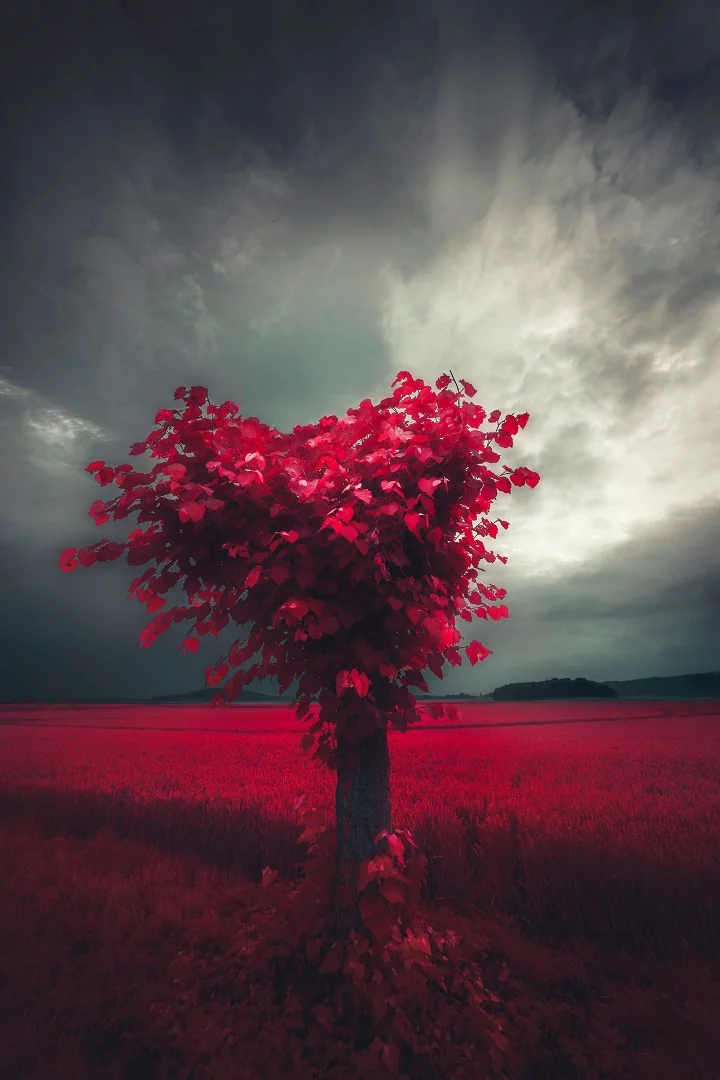 Honorable Mention in the Photo Essay category, a collection called Trees are Life