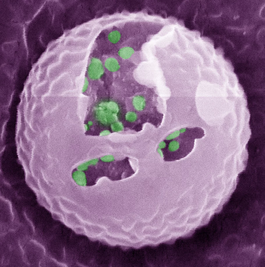 An image of one of the artificial beta cells that can be inserted into a diabetic patient and regulate their glucose levels