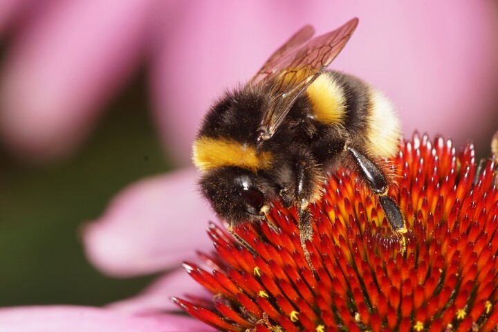 Buzzfeed: Your green thumb can bring all the bees to your yard