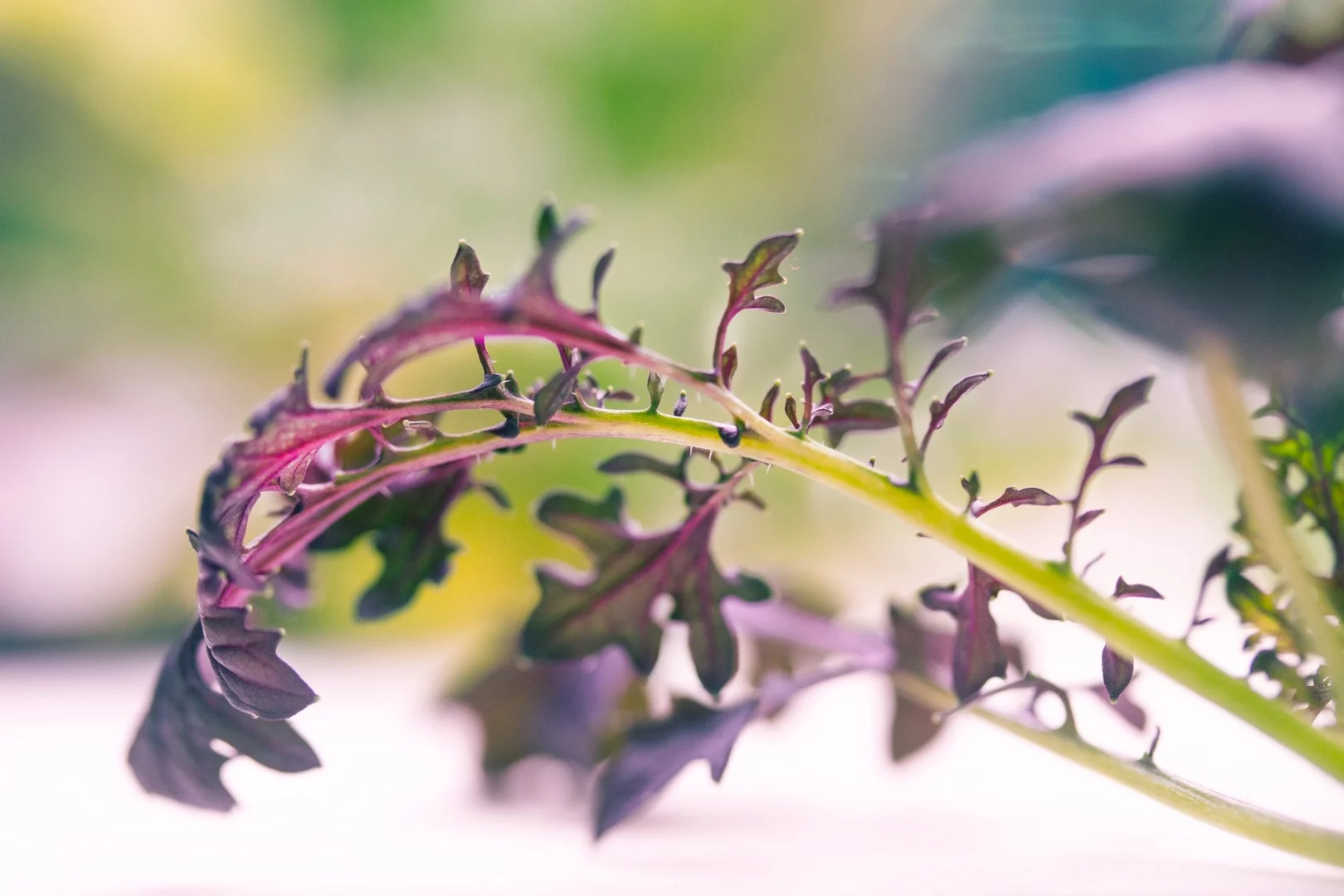 The INFARM has saved space at the METRO Cash & Carry, with the 5-sq m (54-sq ft) installation taking up less floor area than a standard display