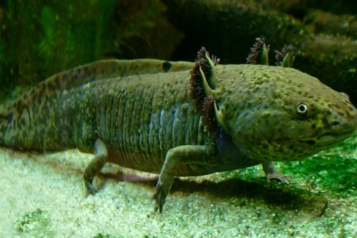 Researchers have used an axolotl oocyte extract to reactivate tumor suppressor genes and stop cancer growing