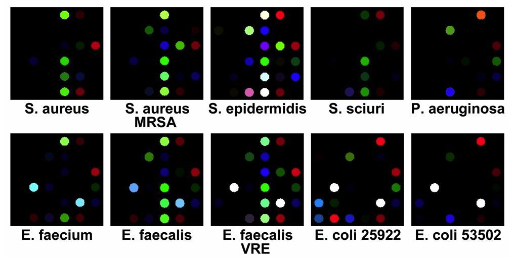 The tested bacteria, as identified by the color changes that they produce in the array (Image: K.S. Suslick)